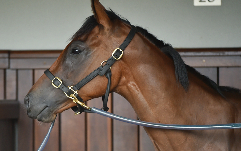 Paddy Power betting guide horse on a halter