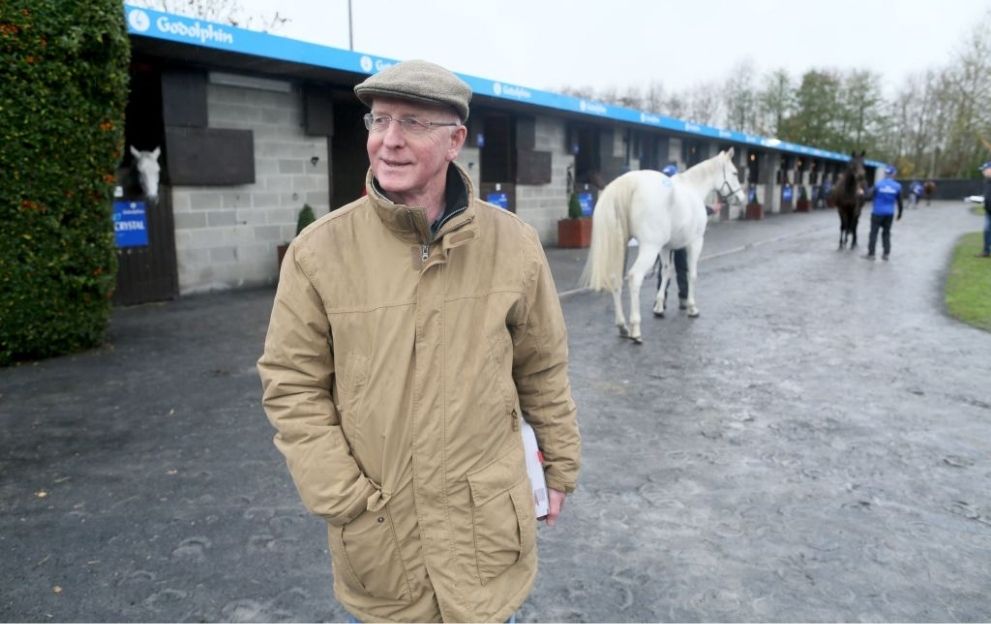 John Oxx November horse breeding stock sale at Goffs 2017