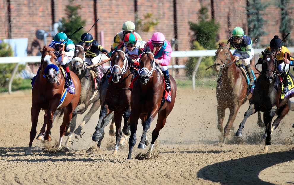 horse racing bull ring