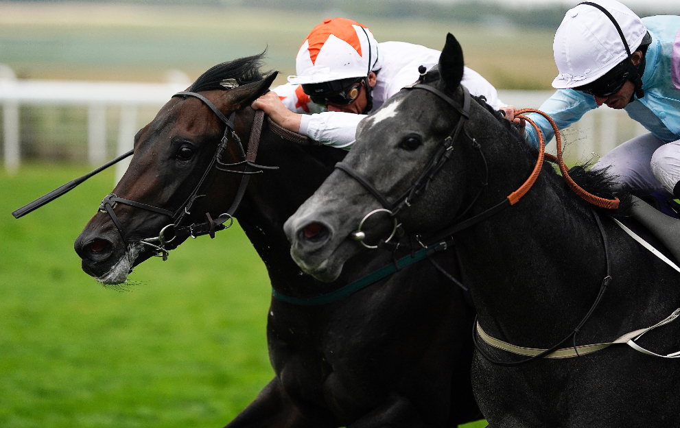 Horse racing look of eagles