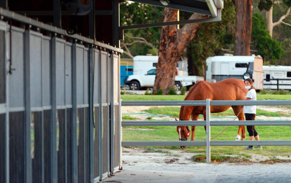 Horse racing stud