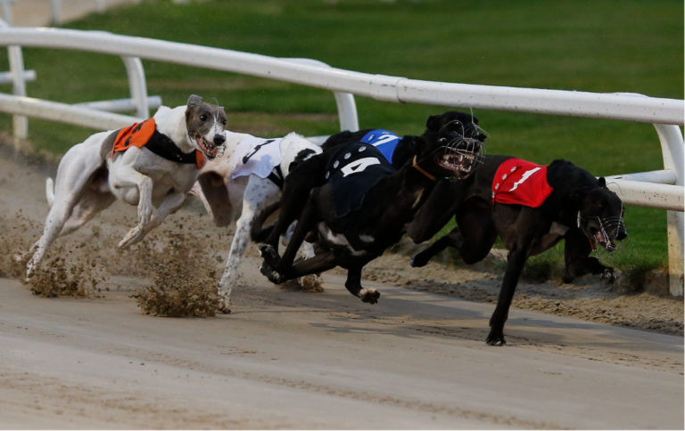 racing post greyhound tips