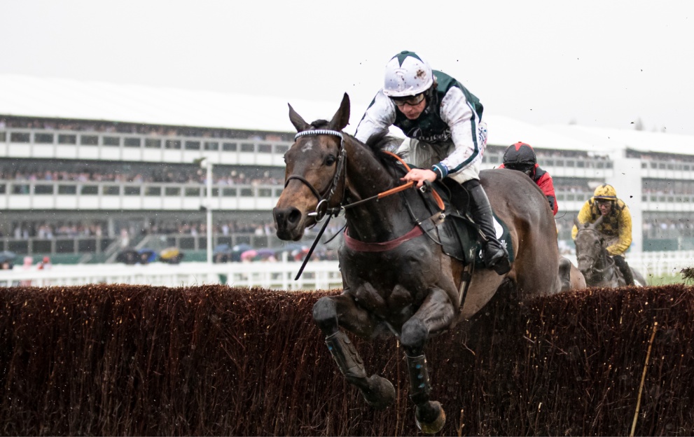 L'Homme Presse jumps a fence at Cheltenham