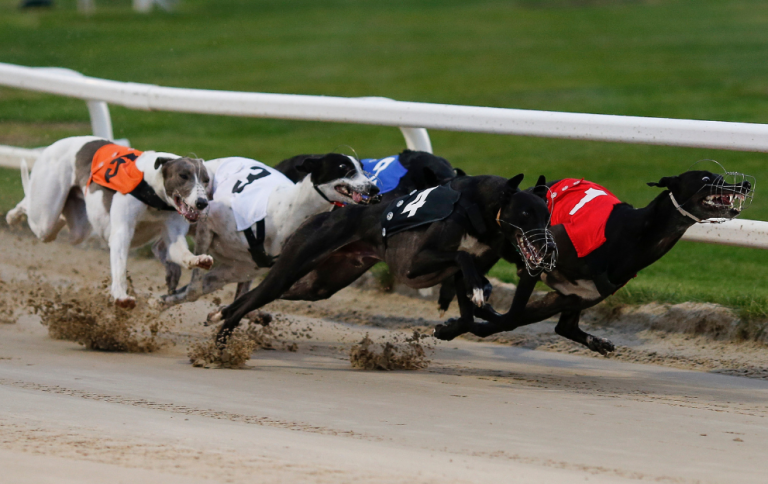 Greyhound English Derby