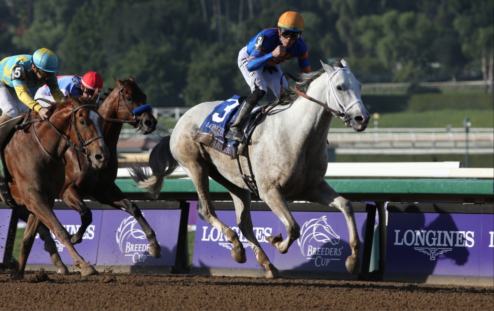 White Abarrio wins at the Breeders' Cup