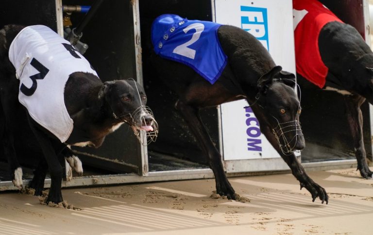 greyhound betting strategy at Paddy Power