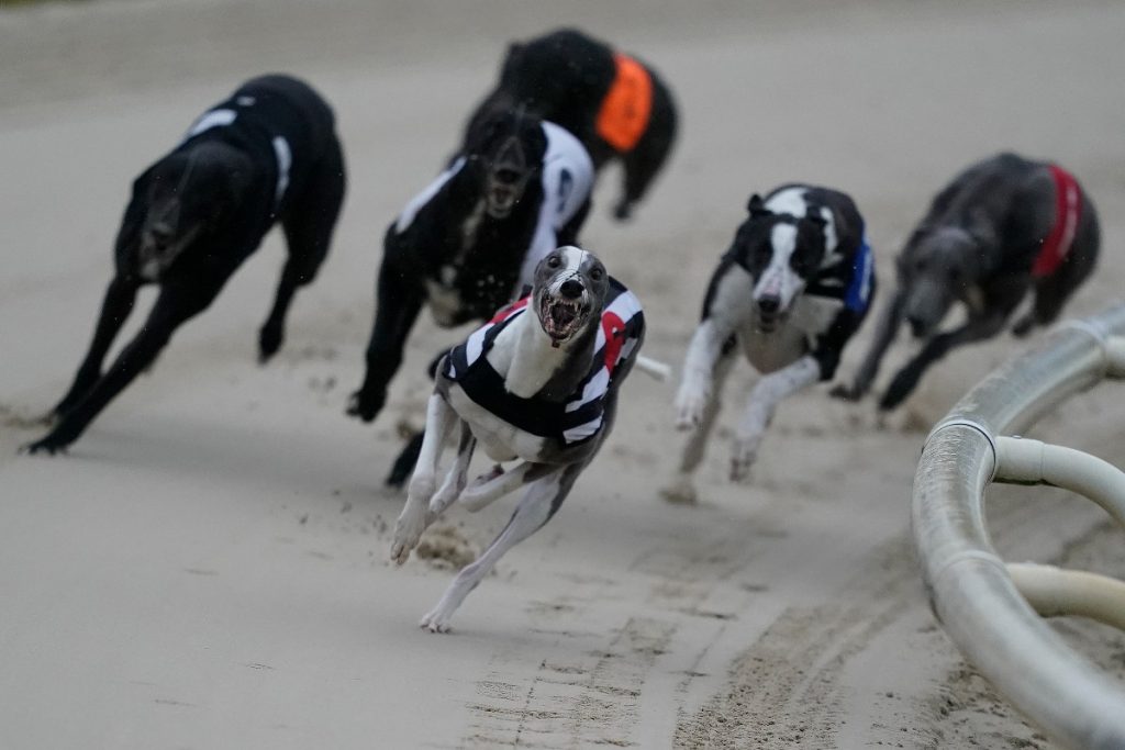 greyhound betting strategy at Paddy Power News