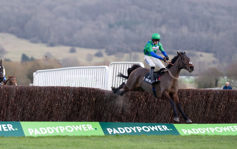 Ginny's Destiny jumping a fence at Cheltenham