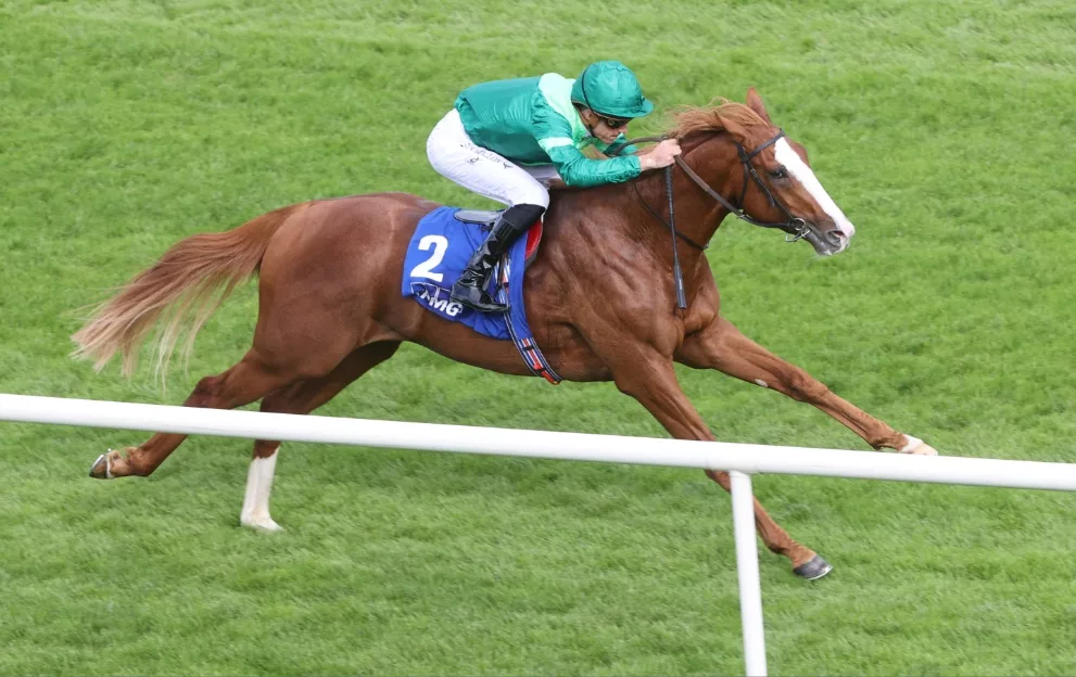 purple and green sweater