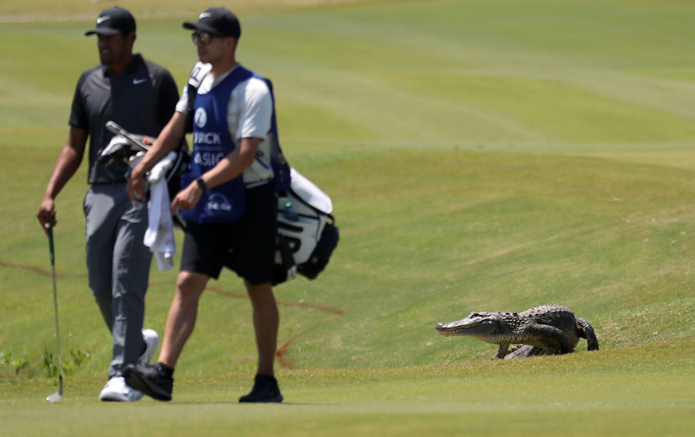 Alligator on golf course