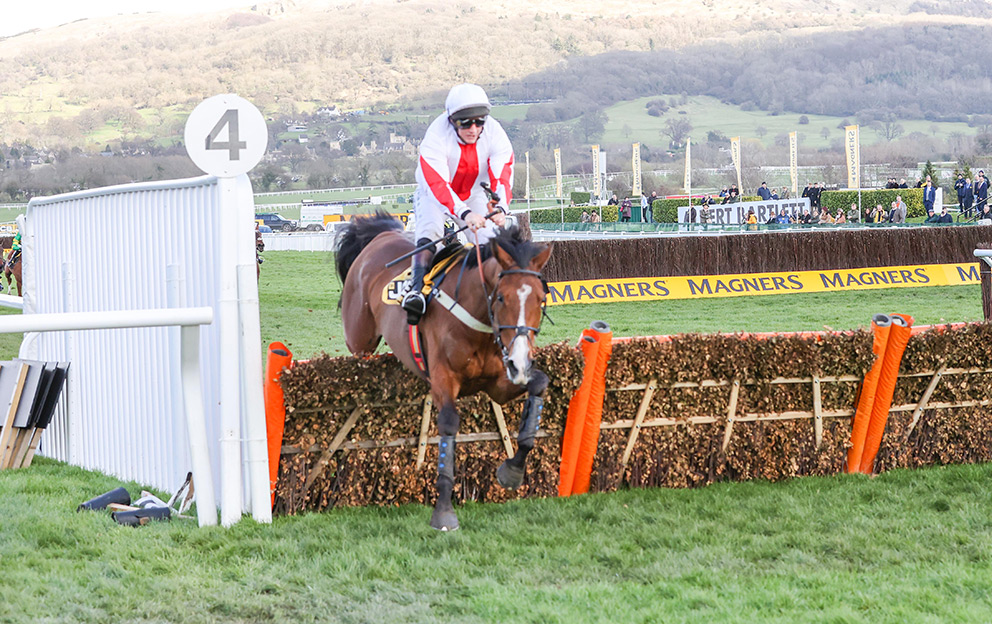 GOSHEN and Jamie Moore fall at the last at Cheltenham 13/3/20 Photograph by Grossick Racing Photography 0771 046 1723