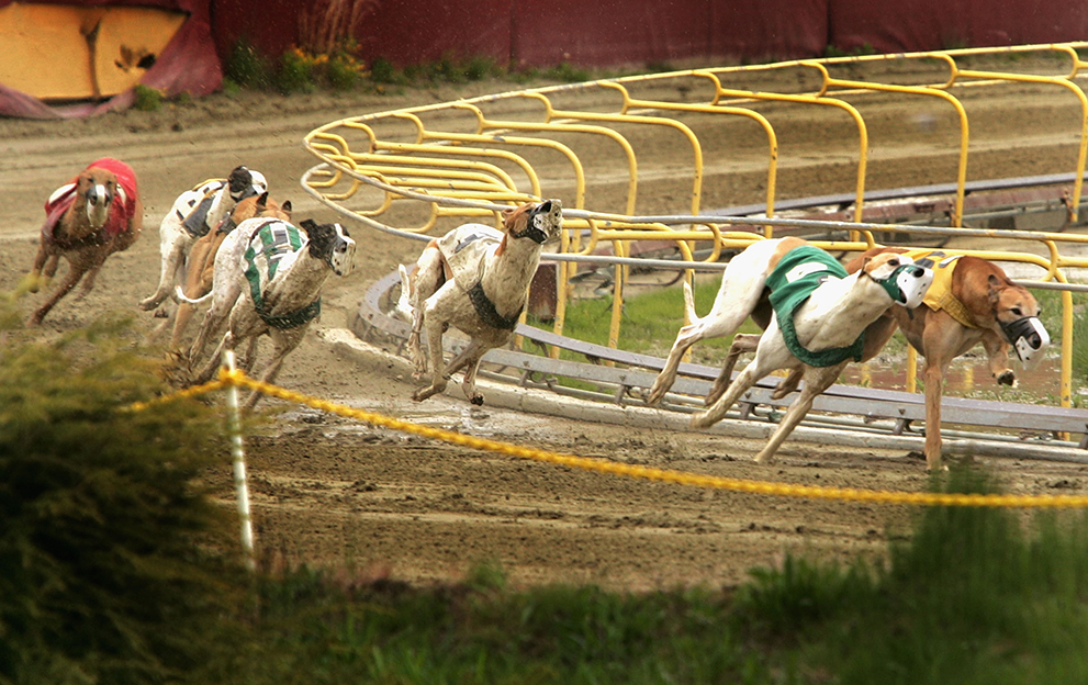 US-Greyhound-Racing-Conneticut