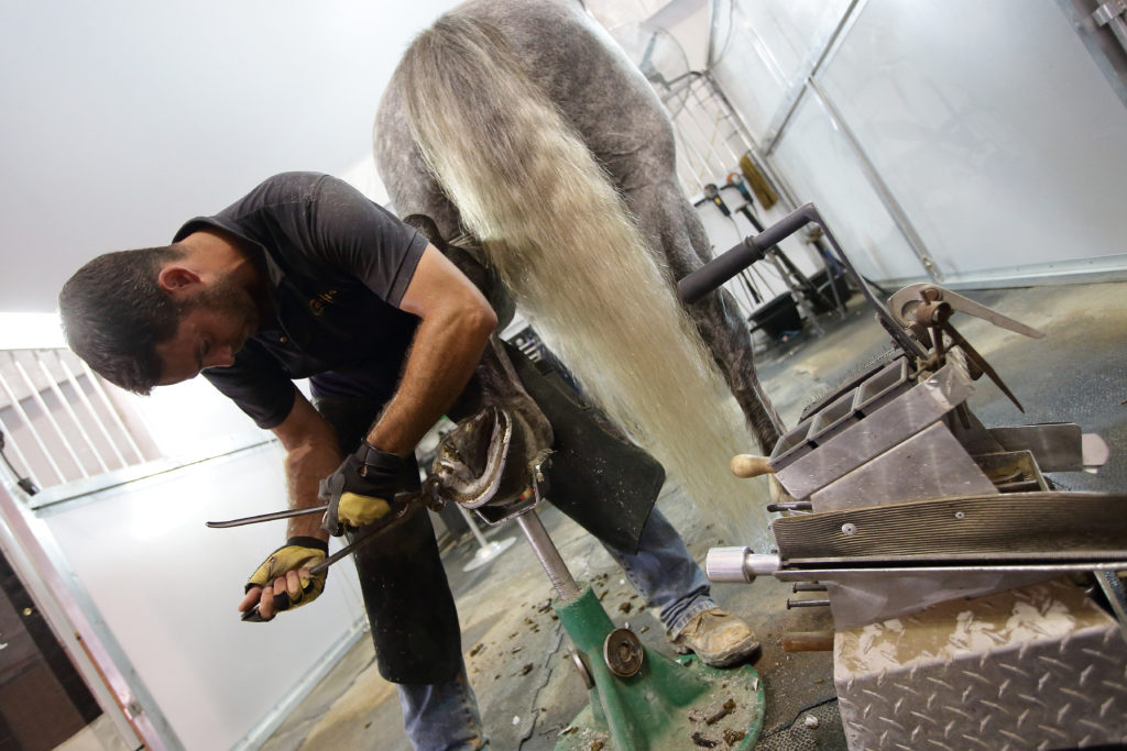 Farrier fixes a horse shoe to a race horse