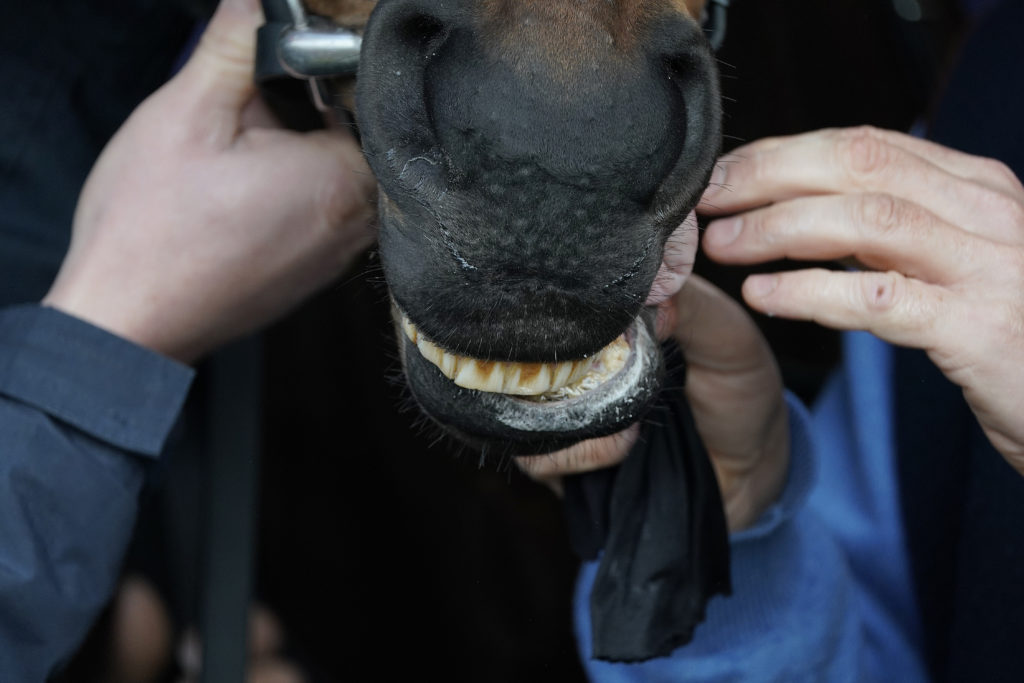 Horse racing tongue tie
