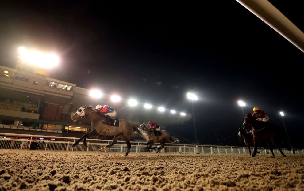 Horse Racing suggestions: 8 we fee at Wolverhampton at this time together with a 9/1 shot