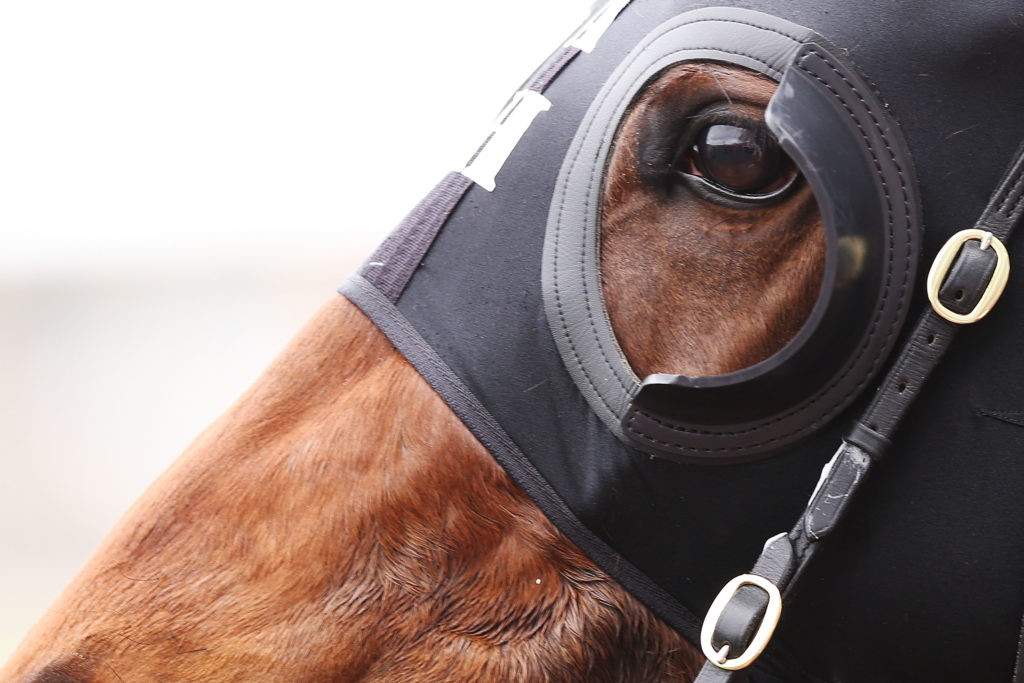 Blinkers (horse tack) - Wikipedia